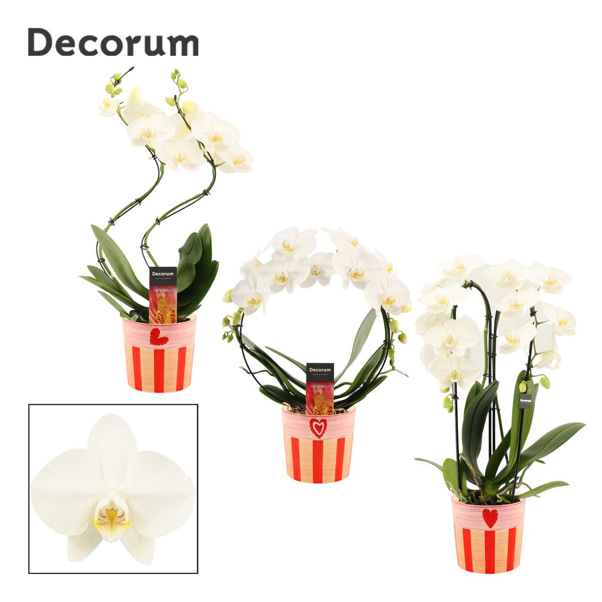 Phalaenopsis white 45cm 12cm Pot