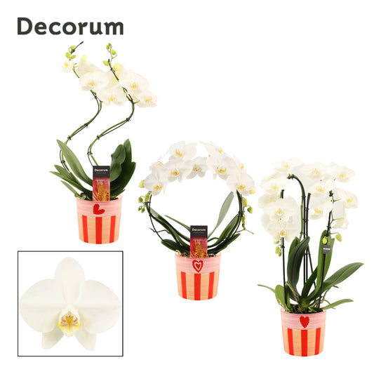 Phalaenopsis white 45cm 12cm Pot