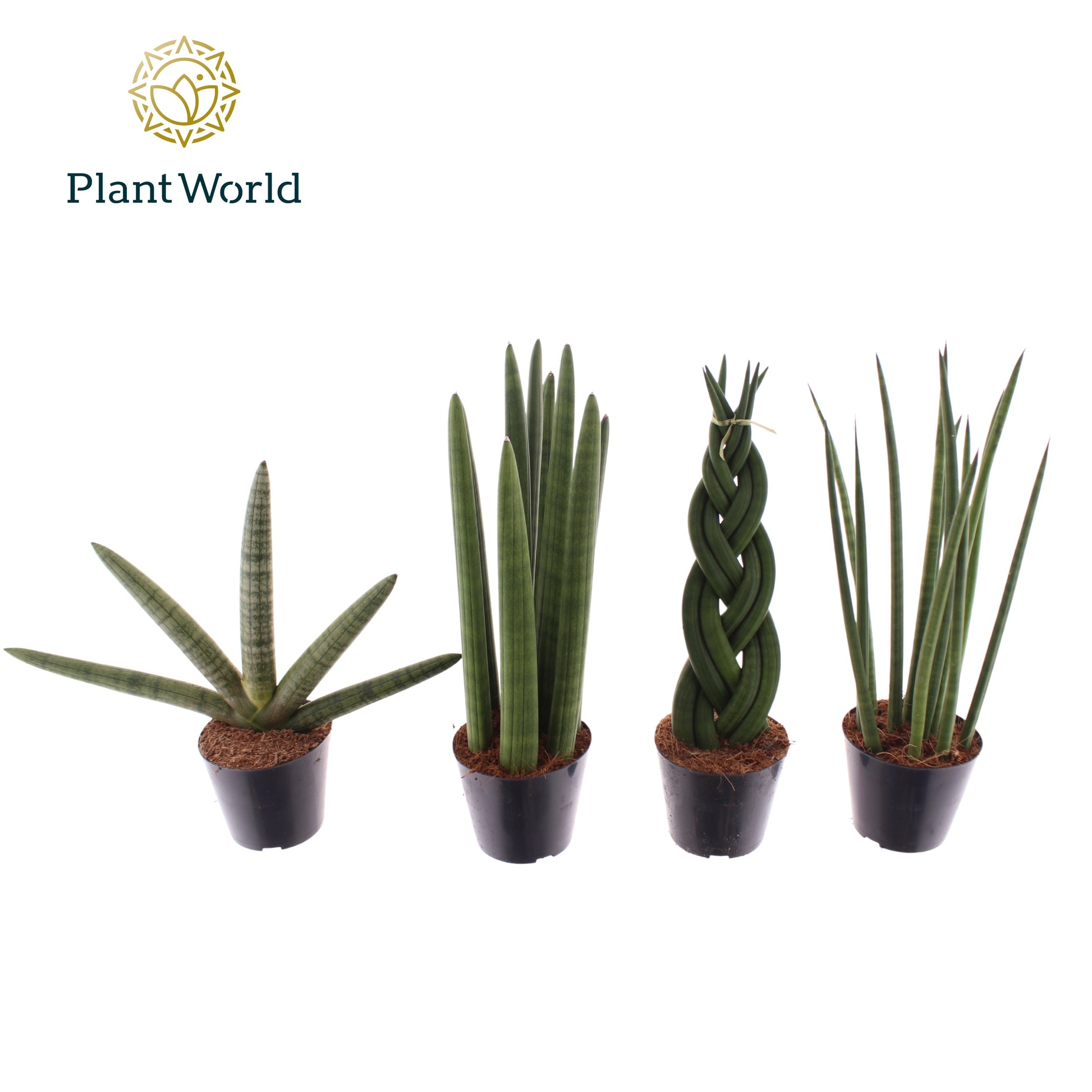 Sansevieria mix 20cm 8.5cm Pot