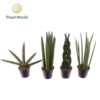 Sansevieria mix 20cm 8.5cm Pot
