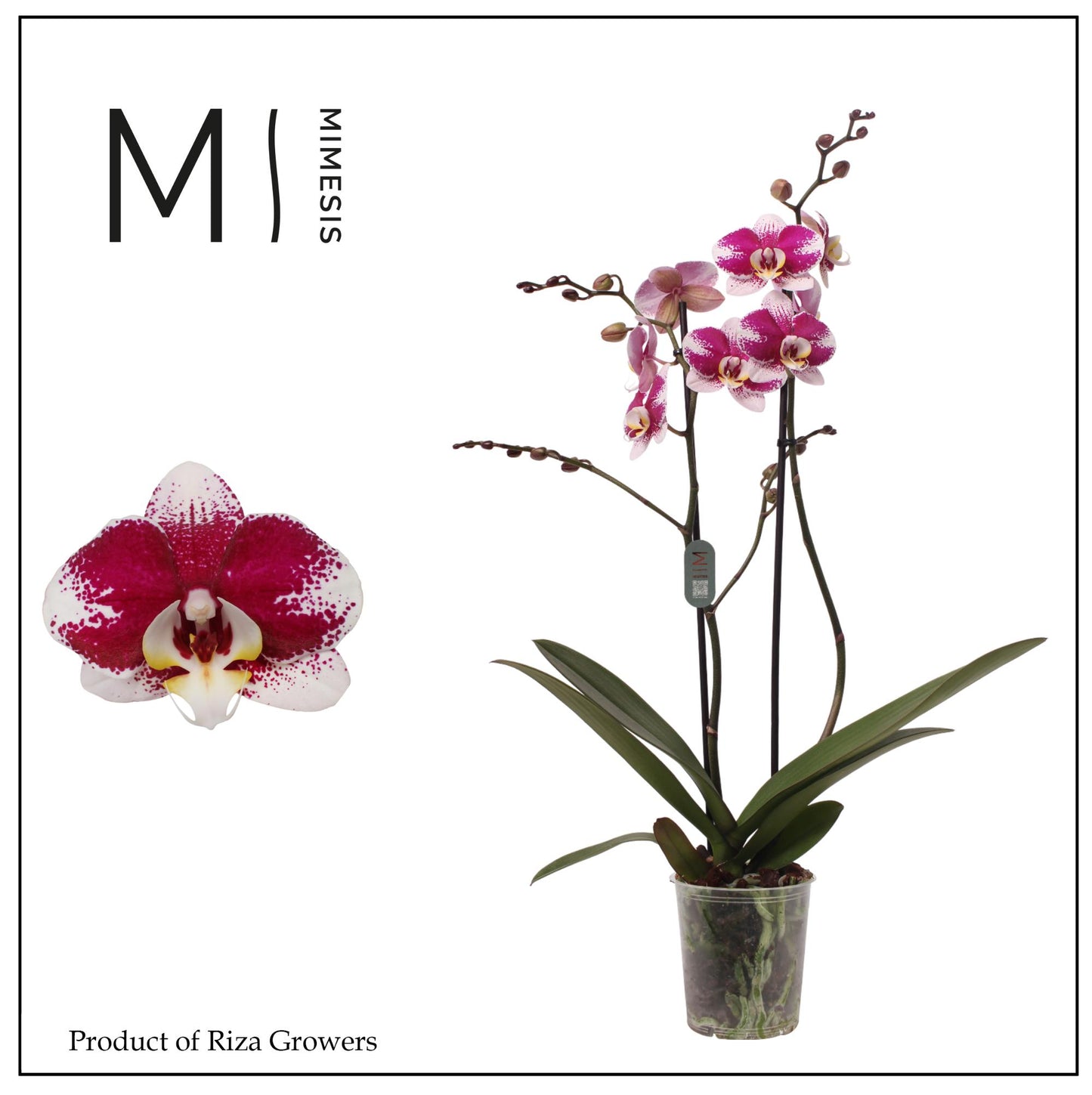 Phalaenopsis Barcelona 70cm 12cm Pot