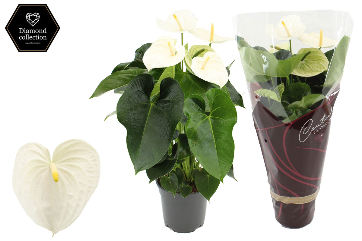 Anthurium Alpine 57cm 17cm Pot