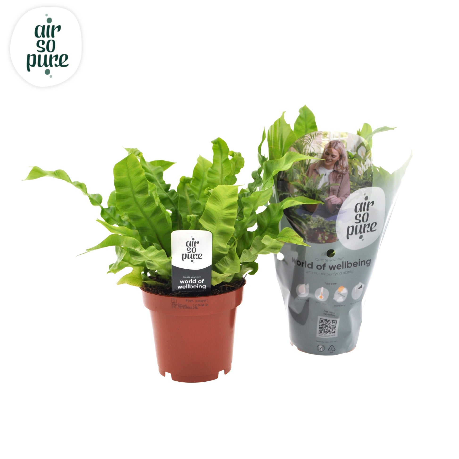 Asplenium Crispy Wave 25cm 12cm Pot