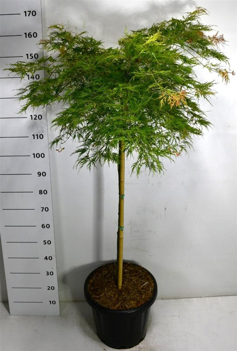 Acer palmatum 175cm 38cm Pot