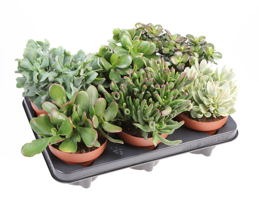 Crassula mix 20cm 12cm Pot