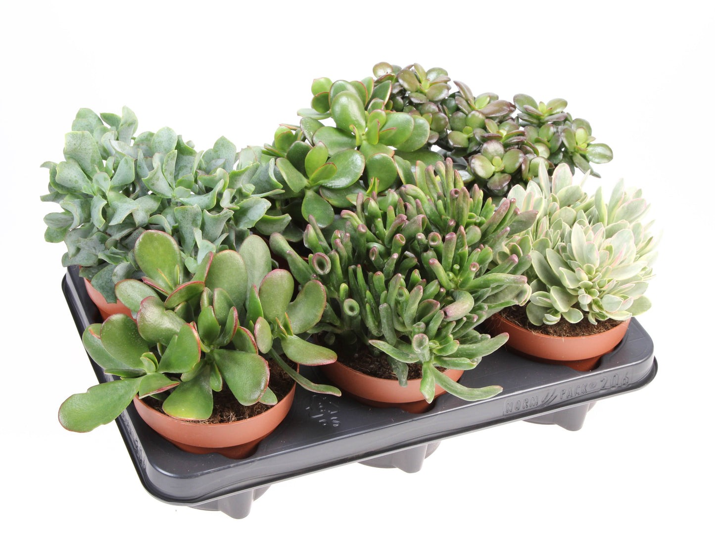 Crassula mix 20cm 12cm Pot