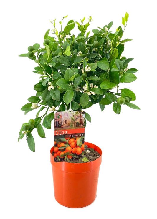 Citrus microcarpa 65cm 21cm Pot