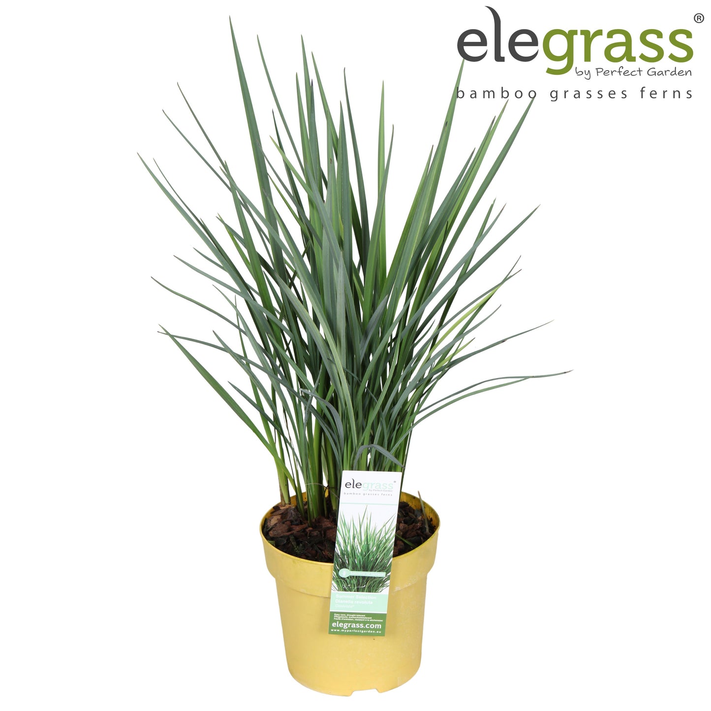 Dianella caerulea 50cm 14cm Pot