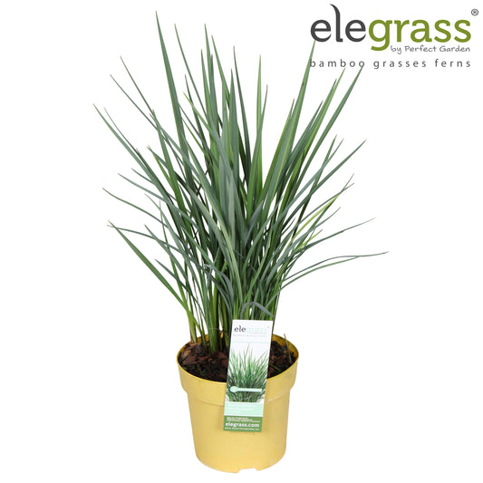 Dianella caerulea 70cm 14cm Pot