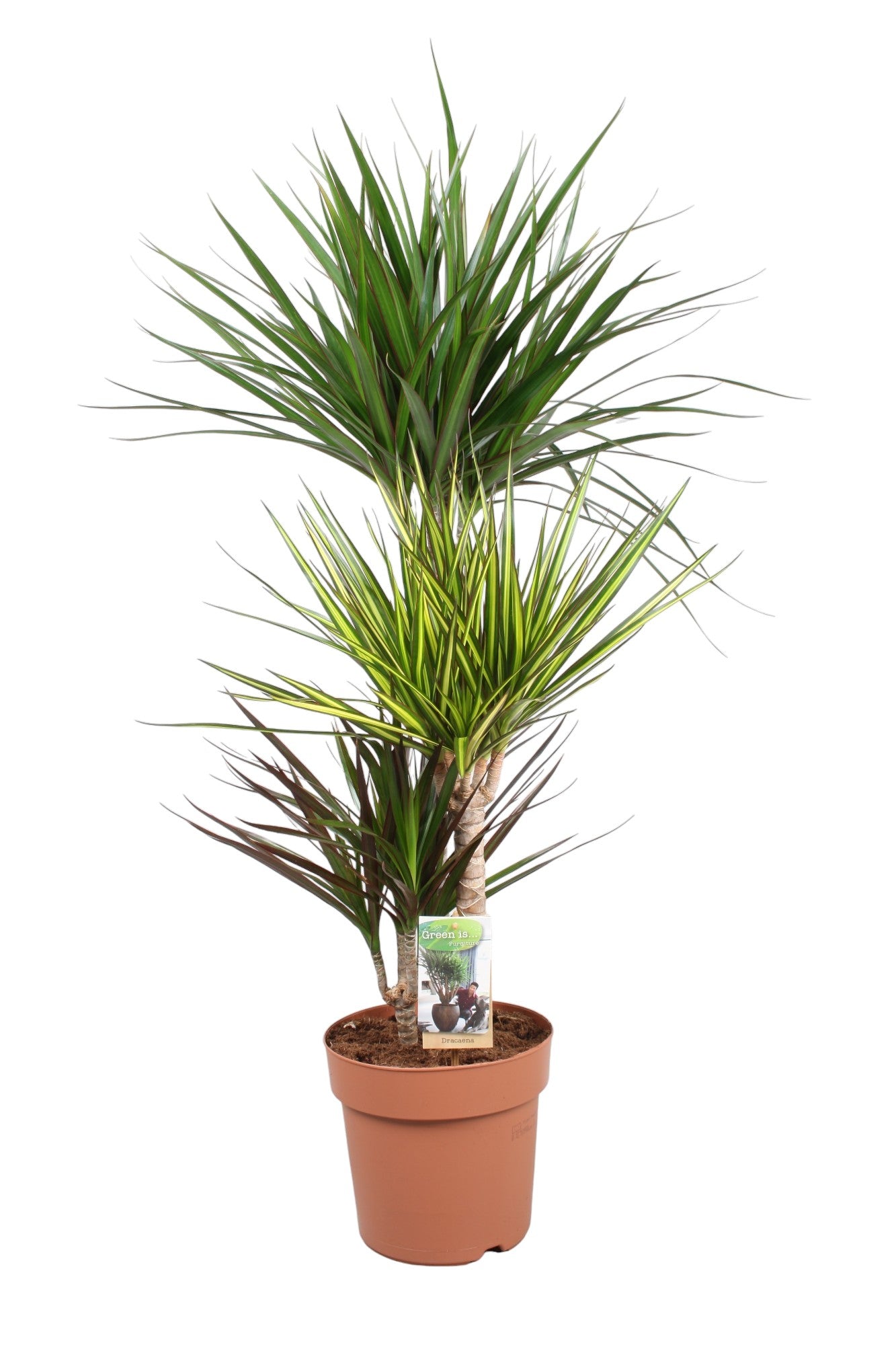 Dracaena marginata mix 110cm 21cm Pot