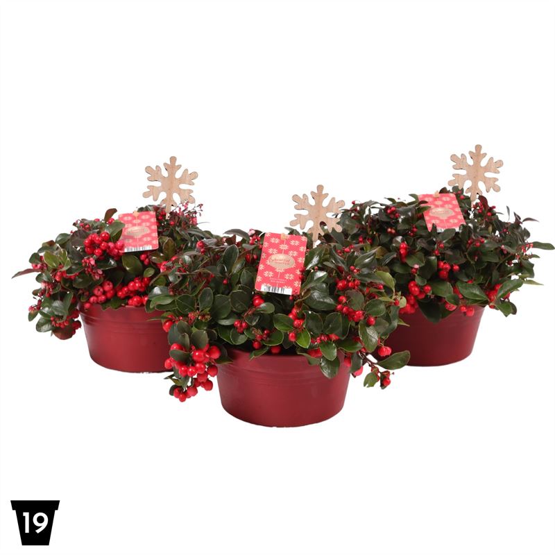 Gaultheria procumbens Big Berry 25cm 19cm Pot
