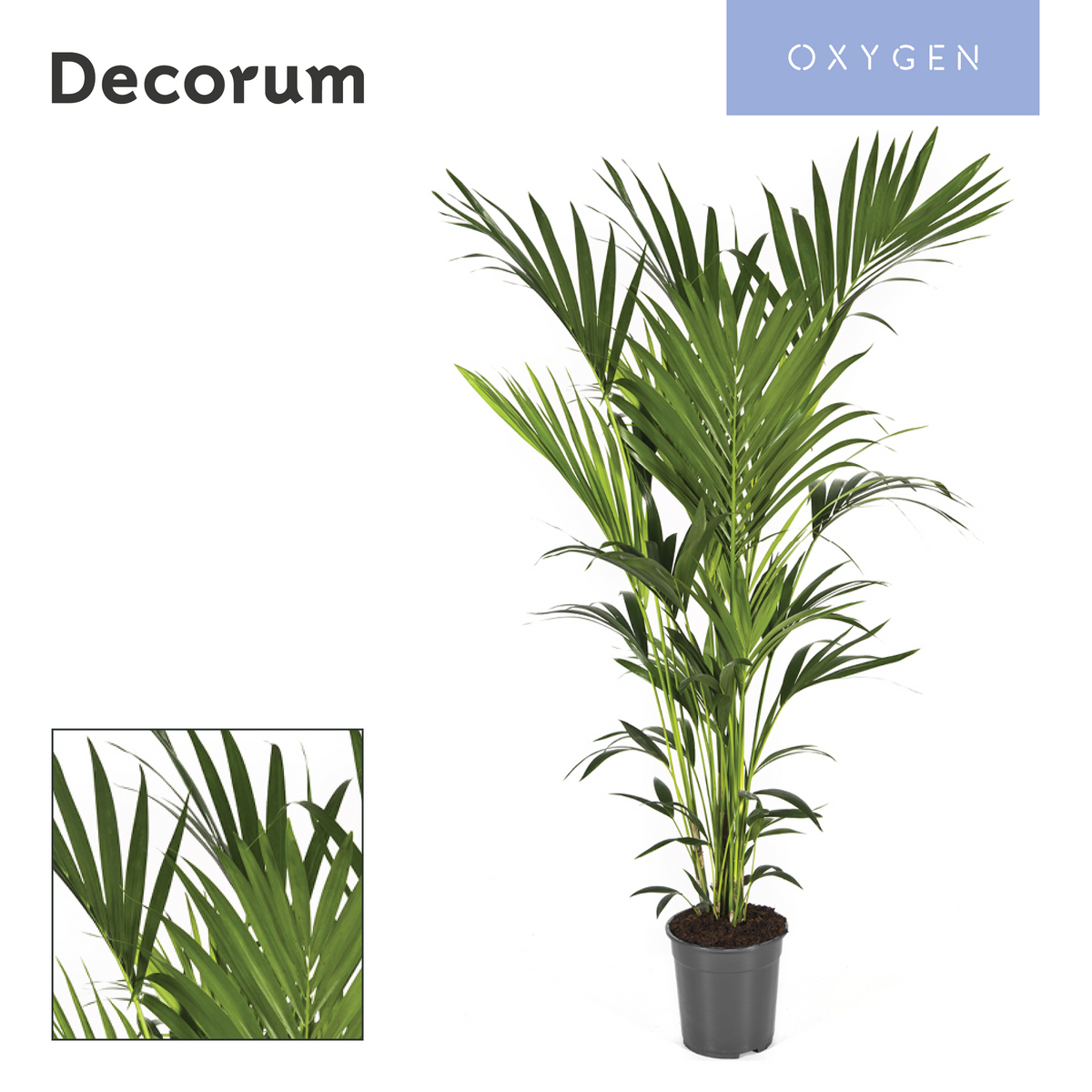 Howea forsteriana 160cm 24cm Pot