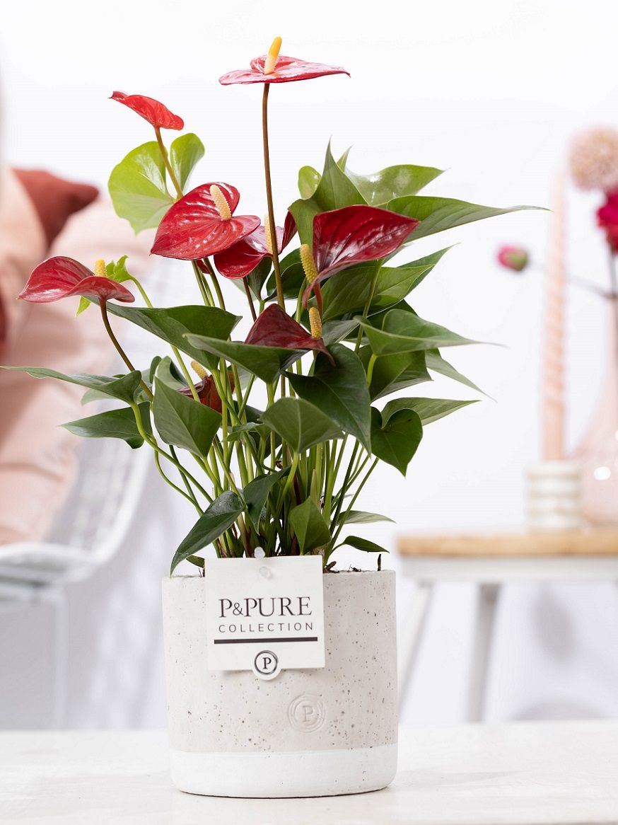 Anthurium andraeanum 45cm 12cm Pot
