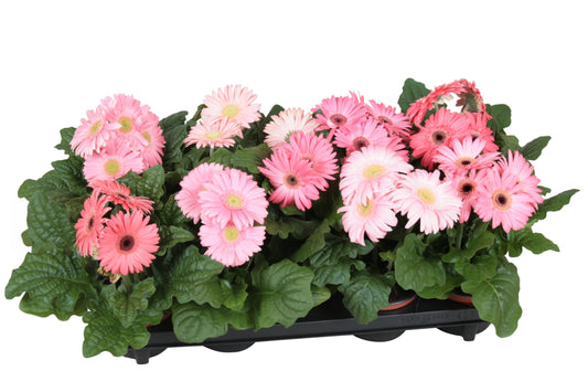 Gerbera Flori Line pink 22cm 12cm Pot