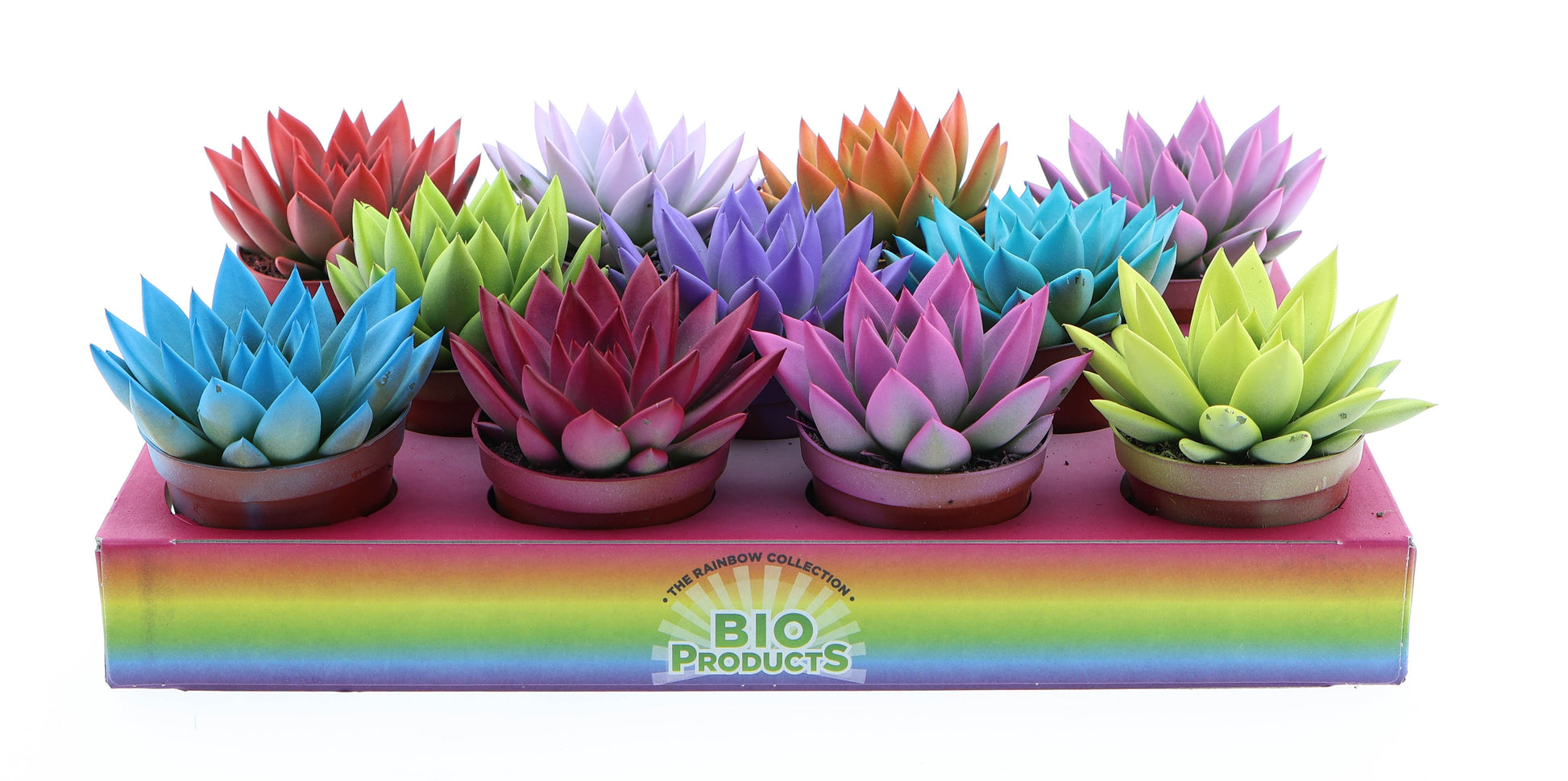 Euro Cactus Holland Bv Rainbow mix Pack of 11