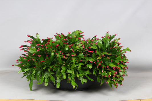 Schlumbergera Zaraika 30cm 45cm Pot