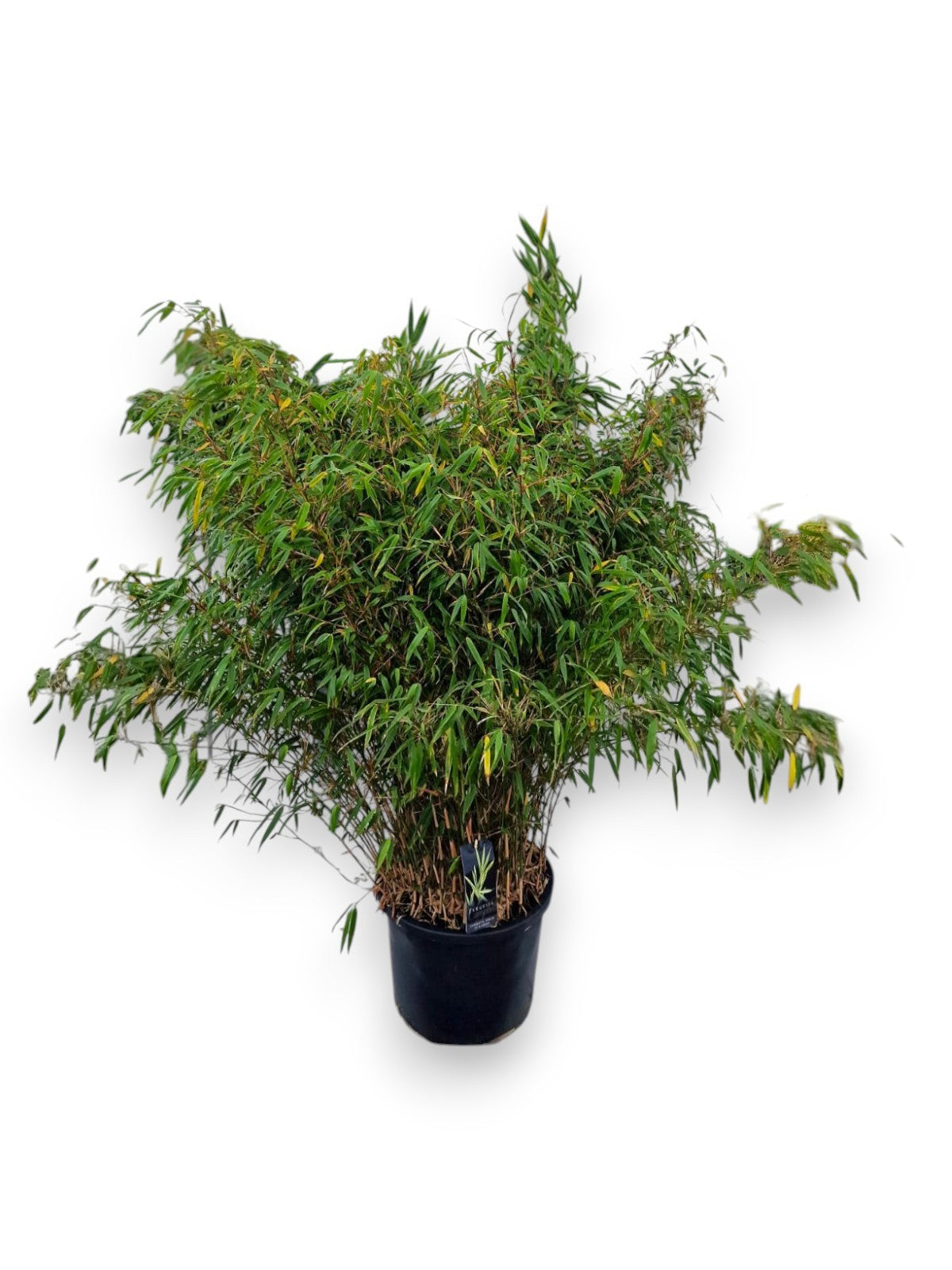 Fargesia rufa 130cm 40cm Pot