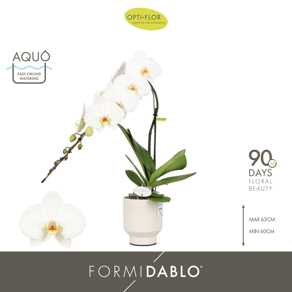 Phalaenopsis white 60cm 12cm Pot