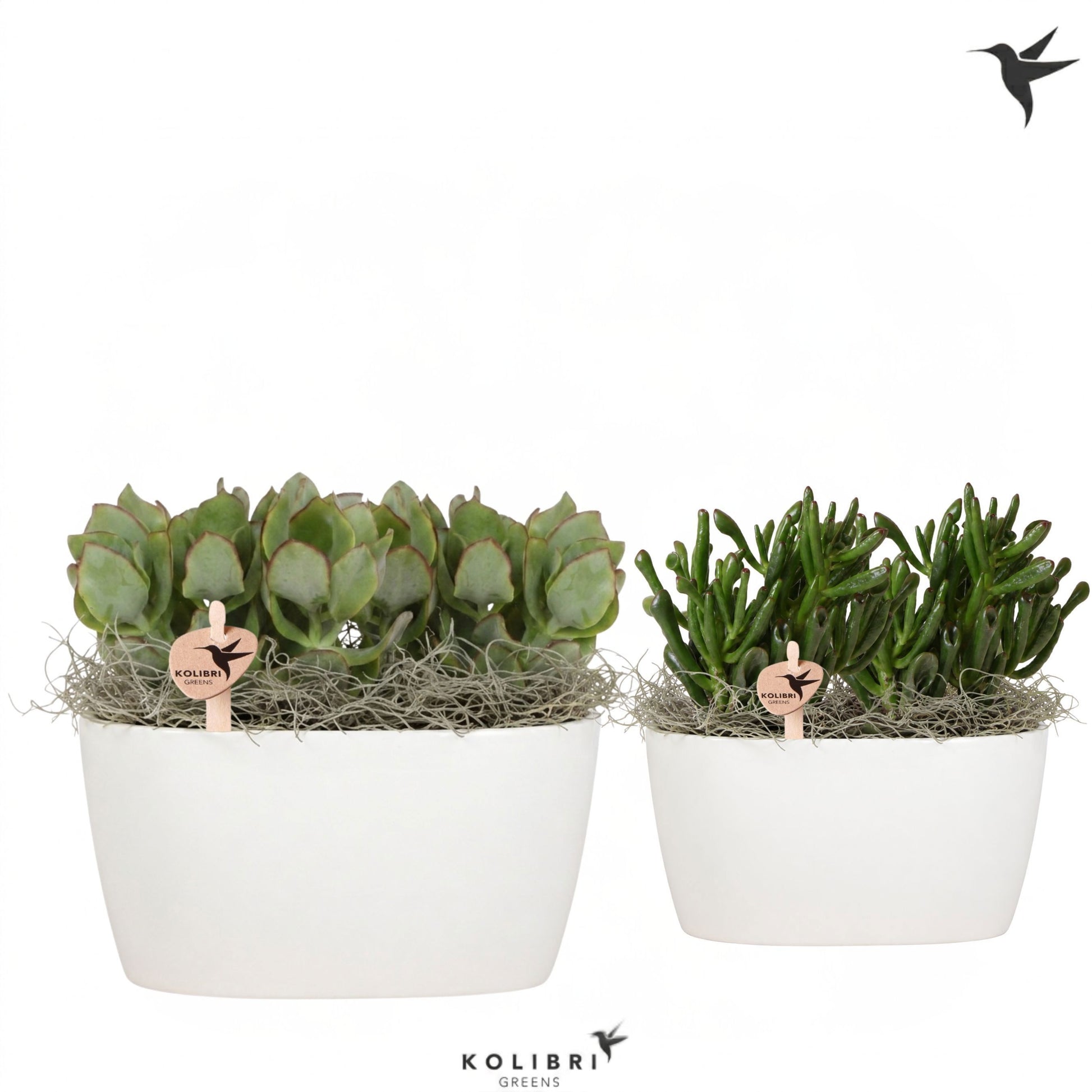 Succulent mix 22cm 18cm Pot