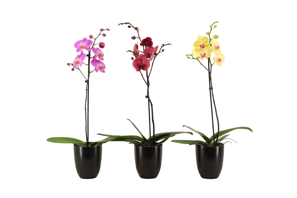 Phalaenopsis mix 60cm 12cm Pot
