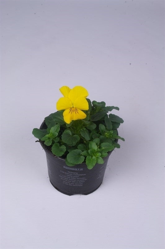 Batist BV, Kwekerij Viola Callisto Yellow Pack of 18