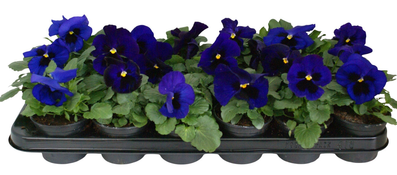 Viola Delta Deep Blue with Blotch 12cm 9cm Pot