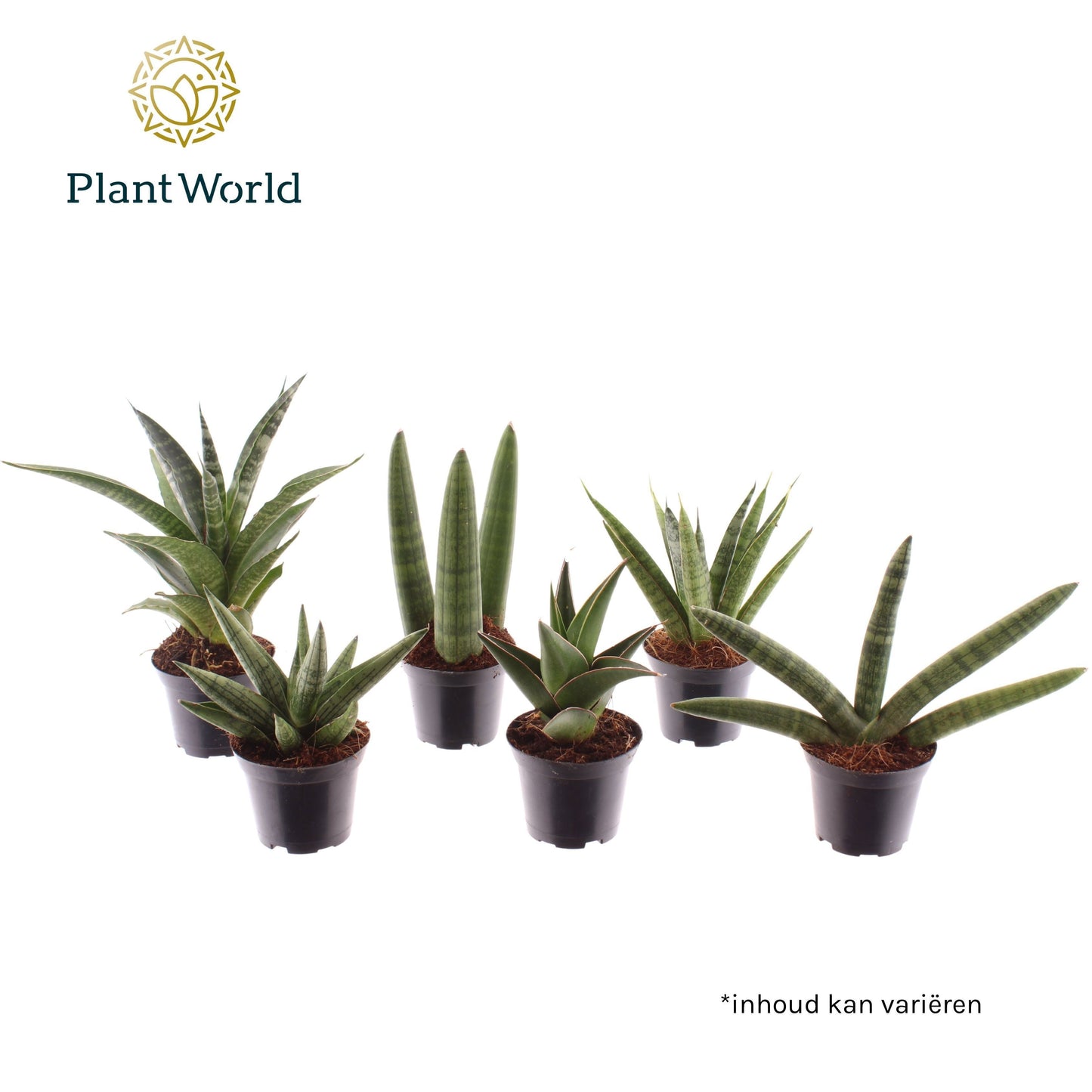 Sansevieria cylindrica 10cm 7cm Pot