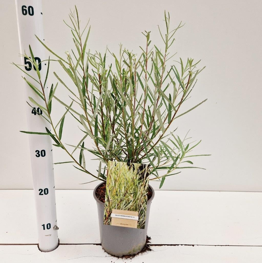 Salix integra Hakuro Nishiki 45cm 17cm Pot