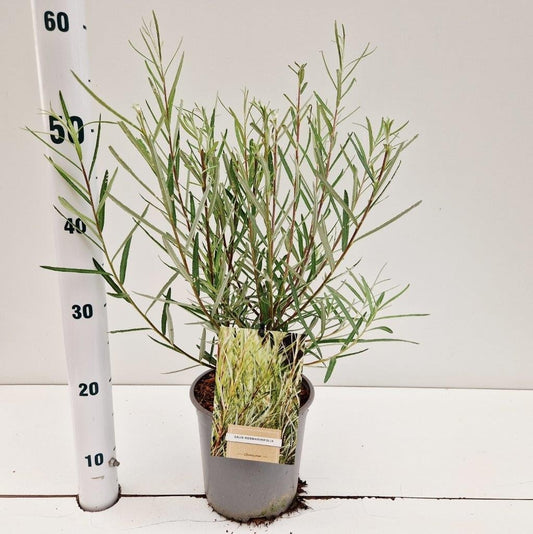 Salix integra Hakuro Nishiki 45cm 17cm Pot