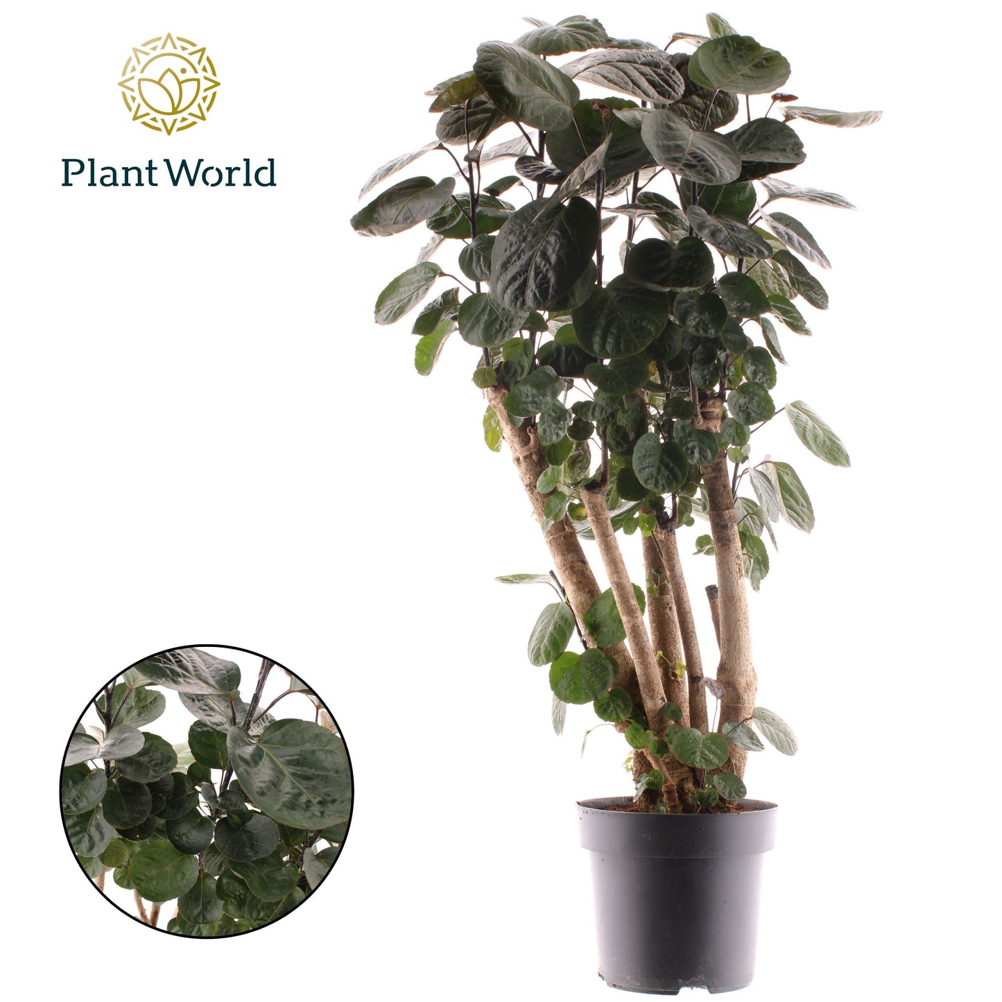 Polyscias Fabian 120cm 24cm Pot