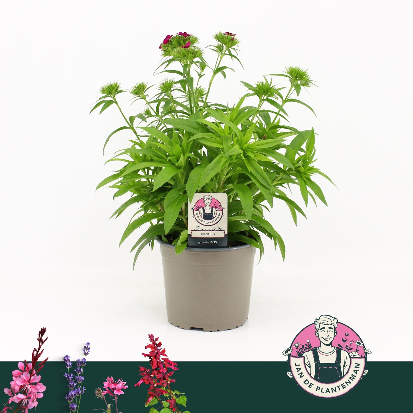 Dianthus bar. Dart Purple 45cm 17cm Pot