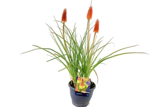 Kniphofia Uvaria 75cm 23cm Pot