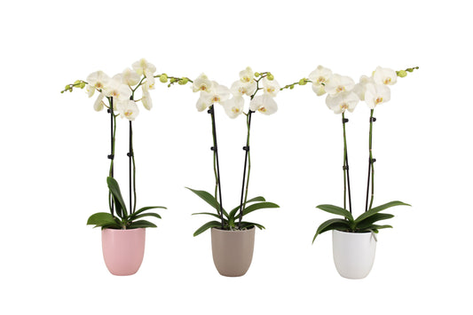 Phalaenopsis white 60cm 12cm Pot