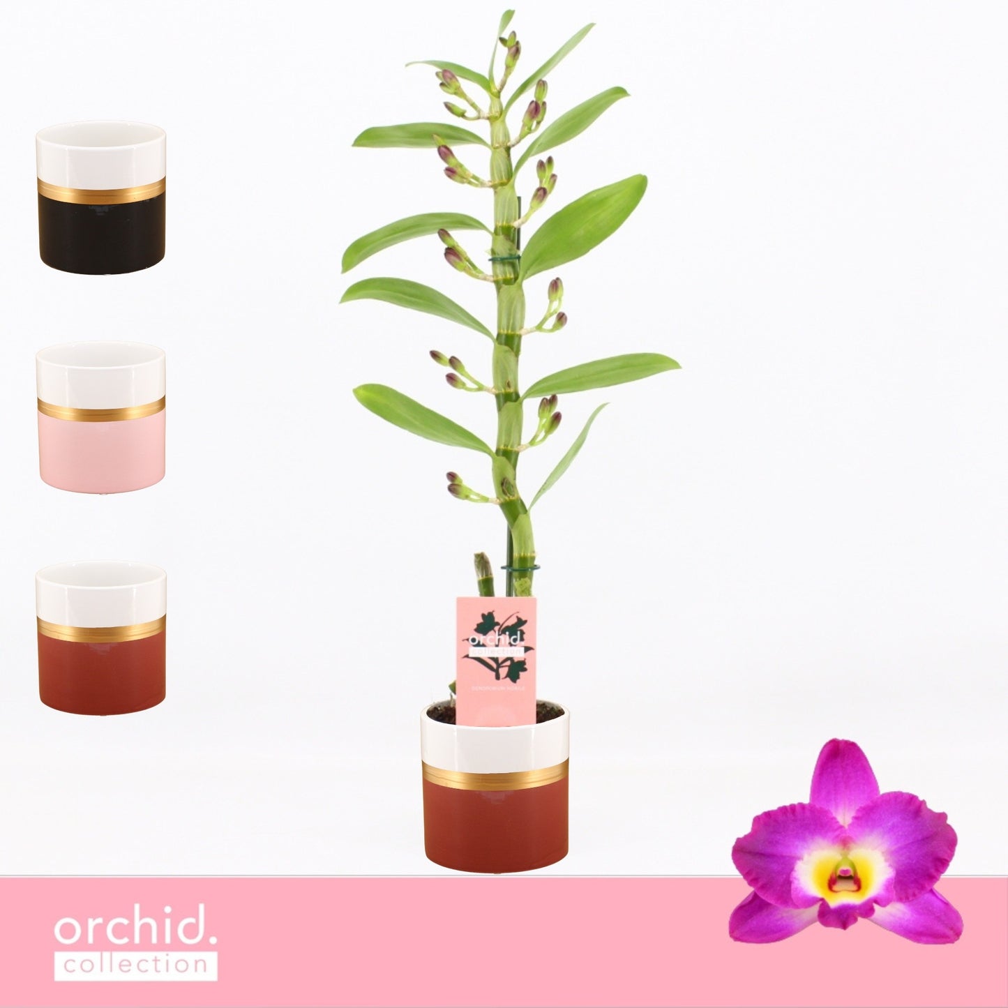 Dendrobium Akatsuki 50cm 12cm Pot