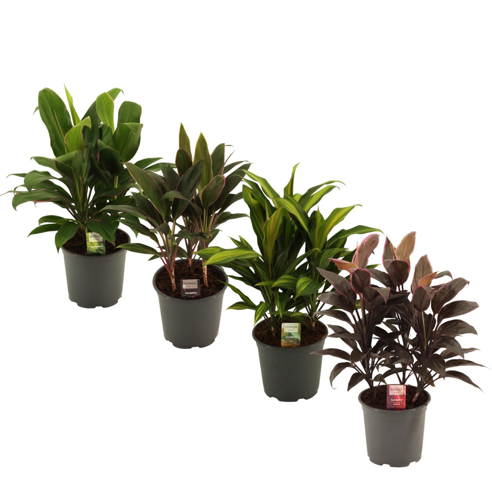 Duijn-Hove BV, kwekerij Cordyline mix Pack of 5