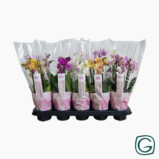 Phalaenopsis mf. mix 30cm 12cm Pot