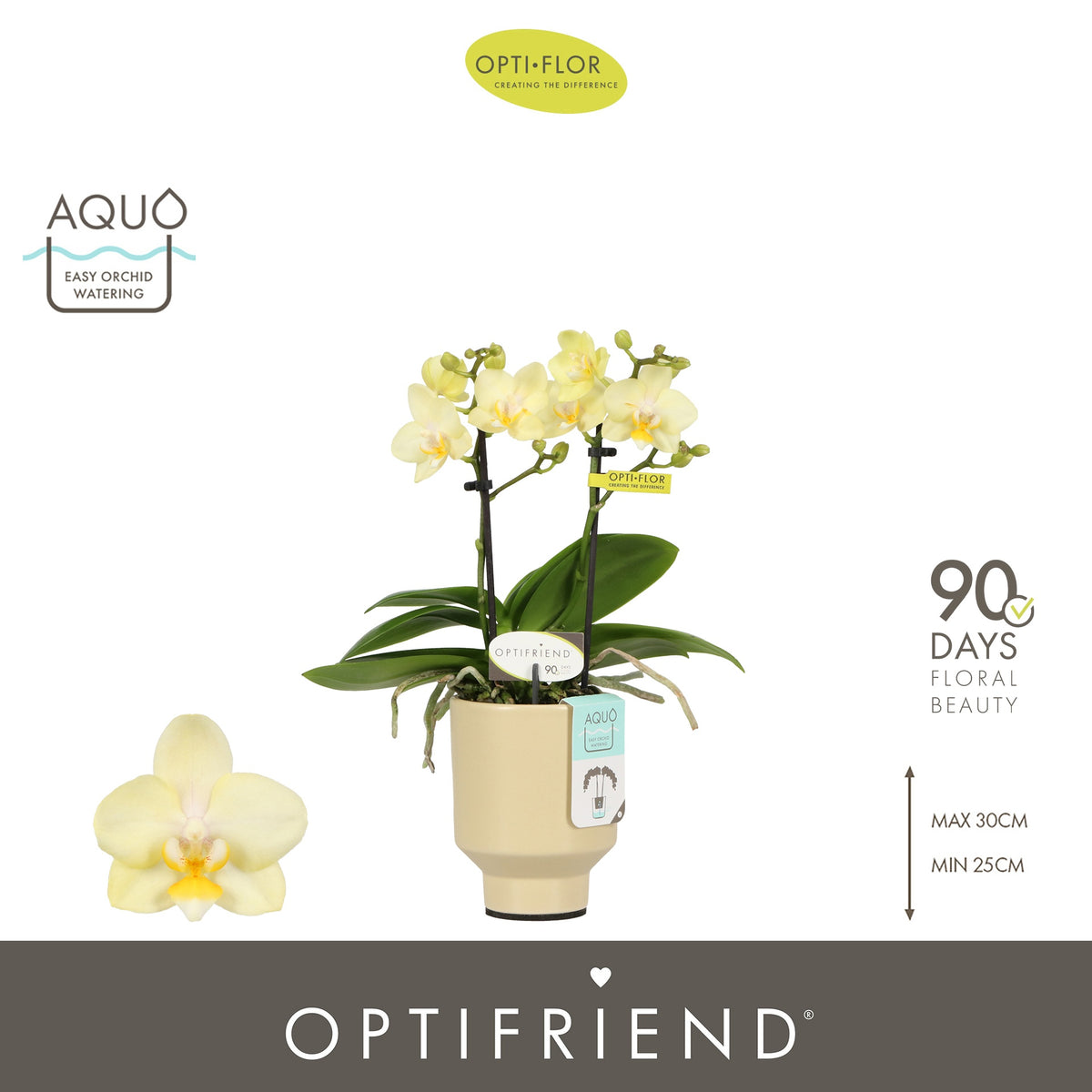 Phalaenopsis yellow 25cm 7cm Pot
