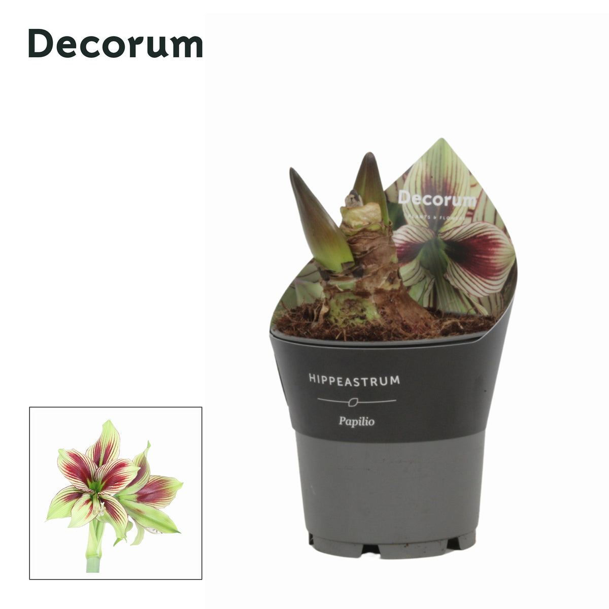 Hippeastrum 25cm 12cm Pot