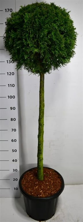 Thuja occidentalis Smaragd 190cm 35cm Pot