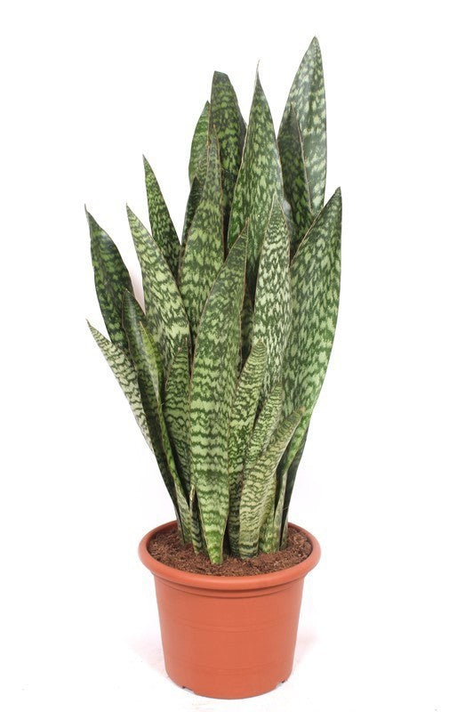 Sansevieria trifasciata 120cm 35cm Pot