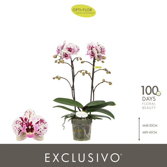 Phalaenopsis mix 45cm 12cm Pot