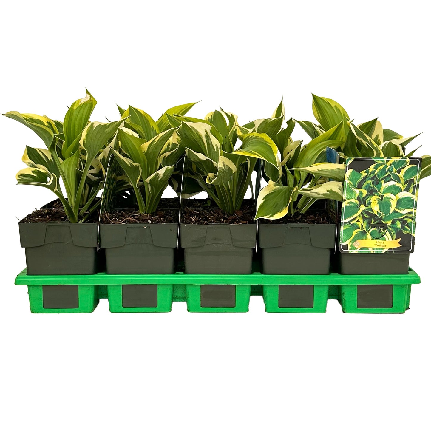 Hosta Twighlight 25cm 11cm Pot