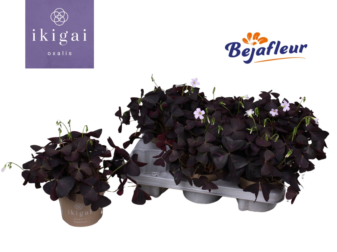 Oxalis triangularis 20cm 12cm Pot