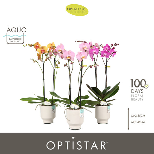Phalaenopsis mix 50cm 12cm Pot