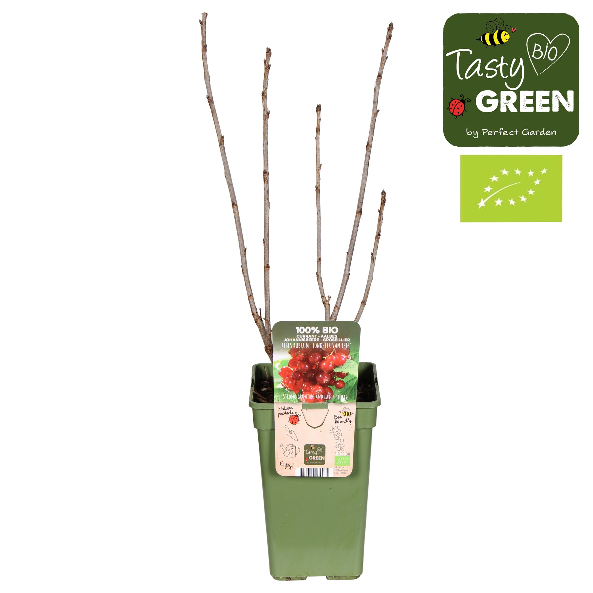 Ribes Jonkheer van Tets (Red Currant) 50cm 19cm Pot