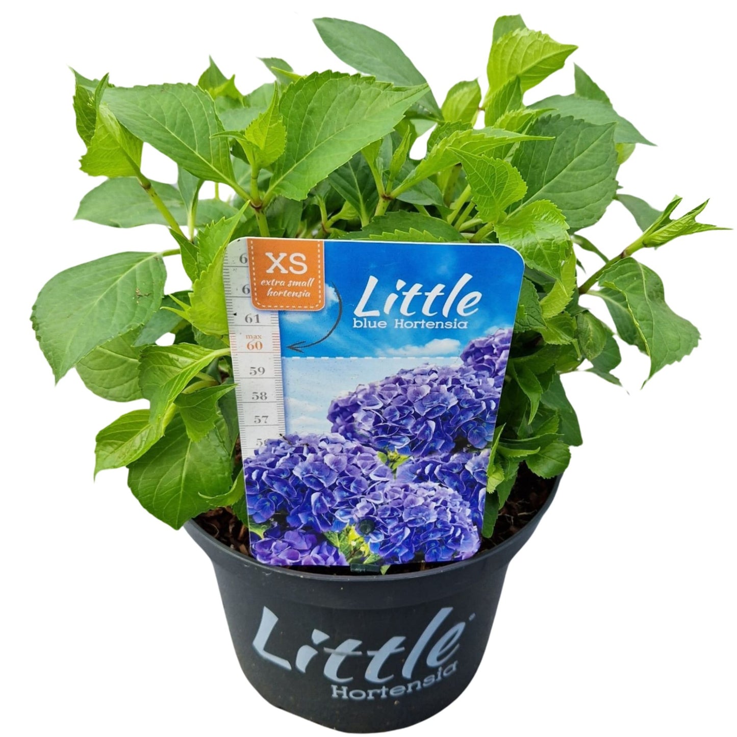 Hydrangea macrophylla 30cm 17cm Pot
