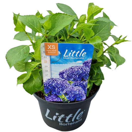 Hydrangea macrophylla 30cm 17cm Pot