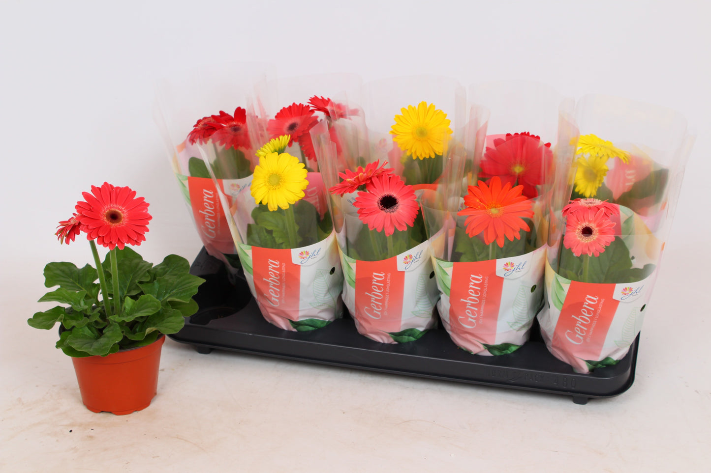 Gerbera Colourgame mix 25cm 12cm Pot