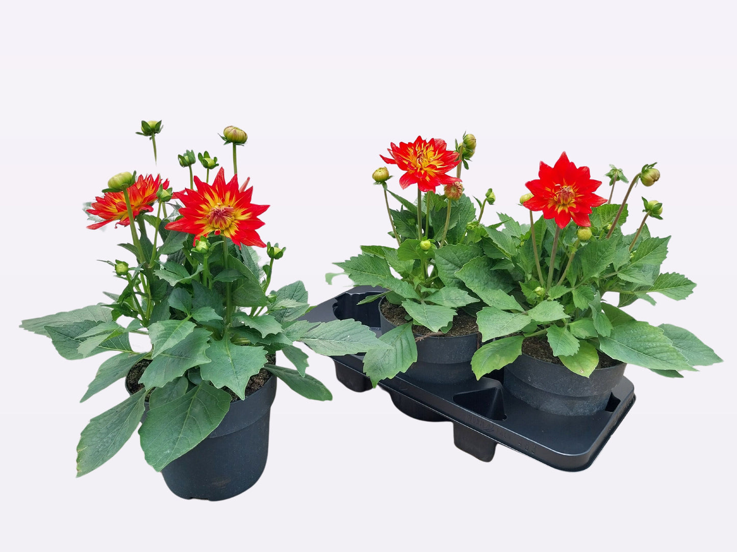 Dahlia Labella Maggiore Fire 45cm 19cm Pot