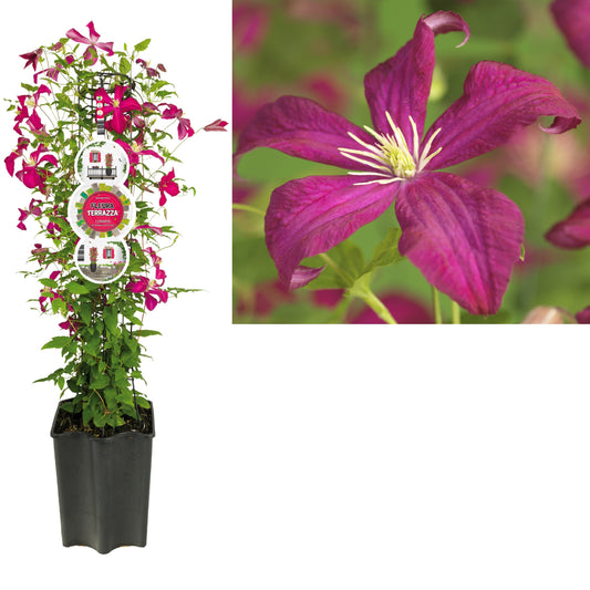 Clematis Madame Julia Correvon 75cm 19cm Pot